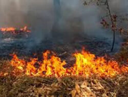 Lahan di Pulau Tidung Terbakar