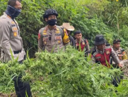 Ladang Ganja di Taman Nasional Bromo, Empat Orang Jadi Tersangka