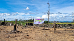 Kemenhut Kuasai 2.390 Ha Hutan Lanskap Seblat dari Perambah, Sasar Pemodal Besar